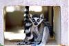 Click image for larger version

Name:	lemur.jpg
Views:	987
Size:	3.5 KB
ID:	101
