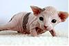 Click image for larger version

Name:	2_week-old_Female_Sphynx_%28Suki%29.jpg
Views:	782
Size:	24.5 KB
ID:	255